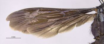 Media type: image;   Entomology 26672 Aspect: wing